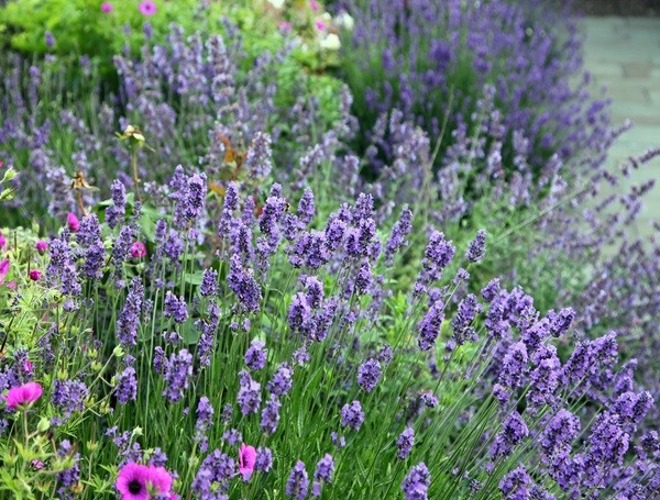 8 Variety Flower Seed Package