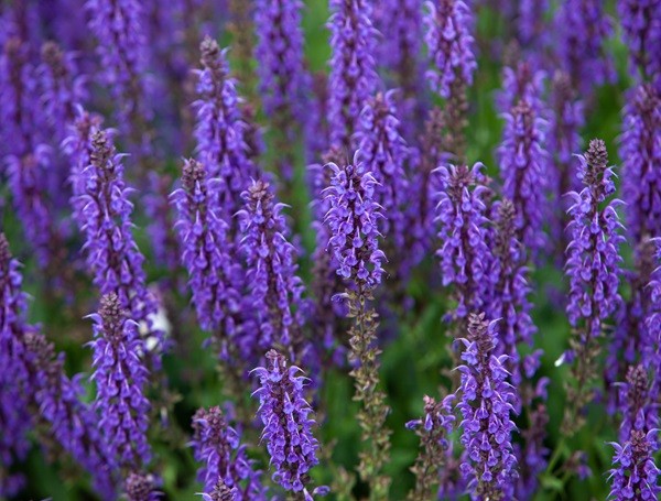 Hyssop