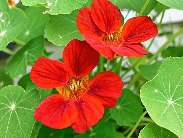 Nasturtium