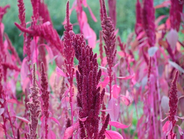 Amaranth