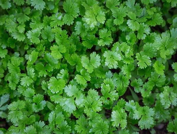Coriander