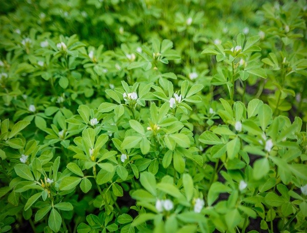 Fenugreek