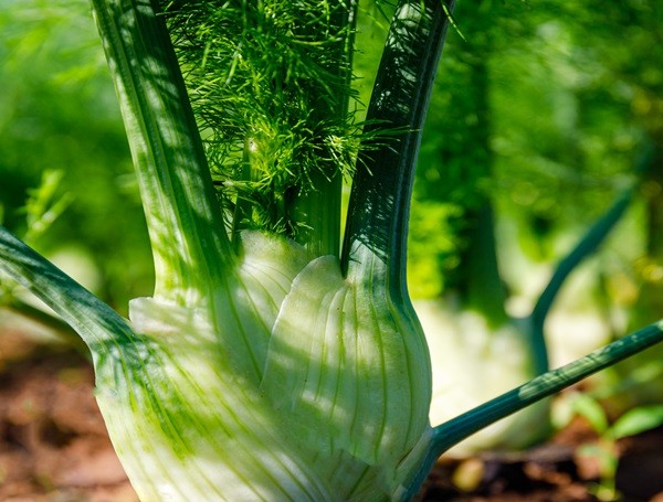 Florence Fennel