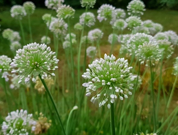 Garlic Chives