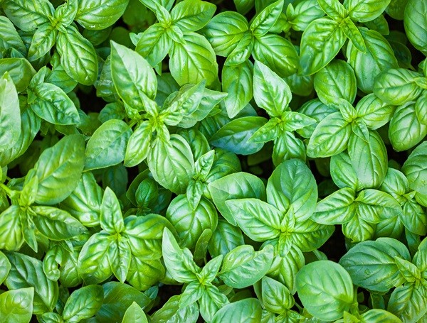 Italian Large Leaf Basil