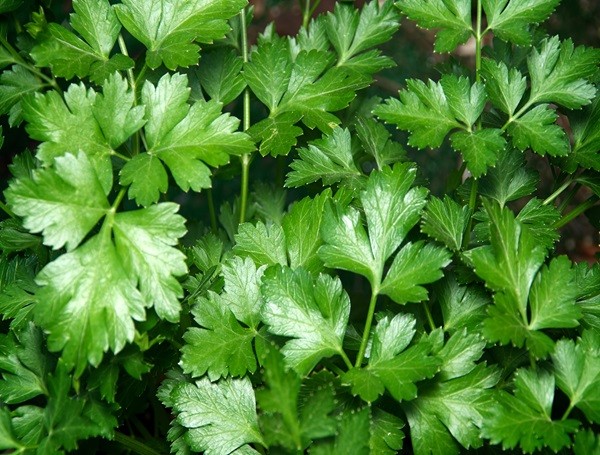Italian Parsley