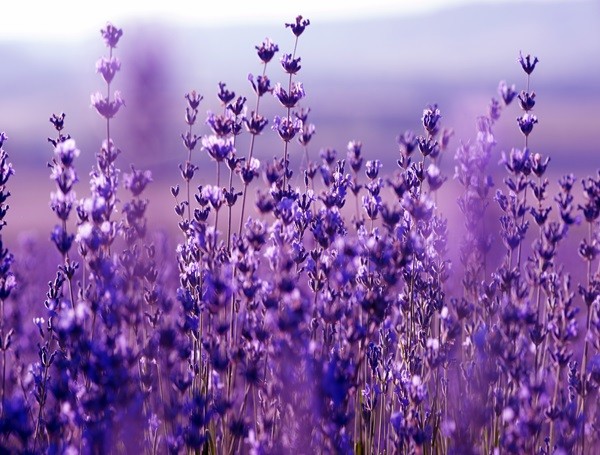 Lavender