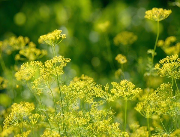 Mammoth Long Island Dill