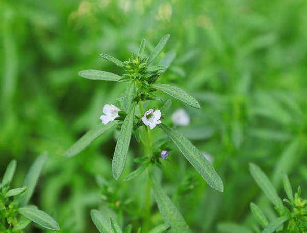 Summer Savory