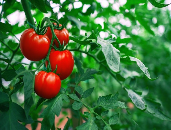 Tomato