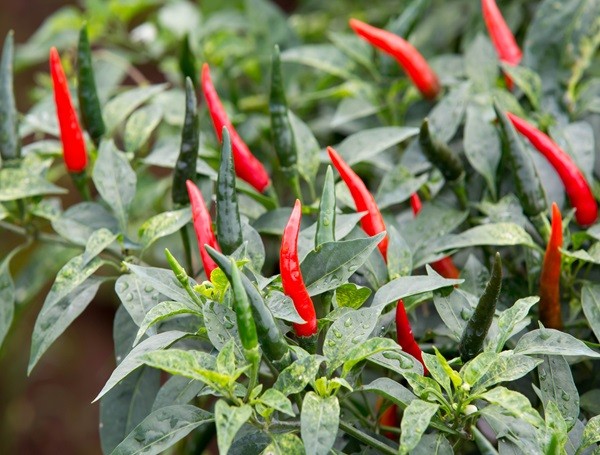 Pepper