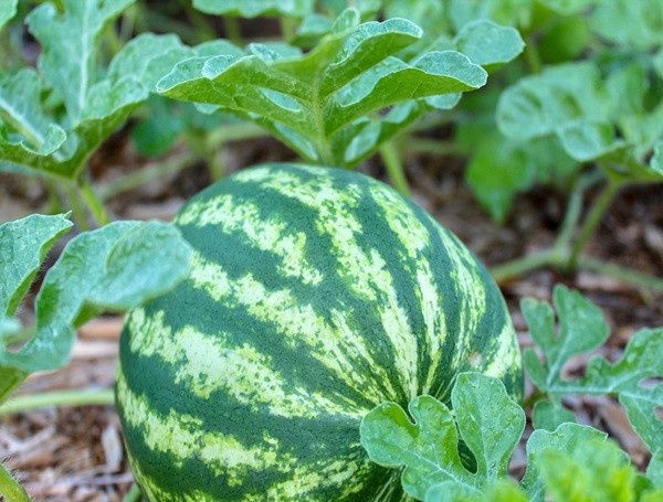 Watermelon