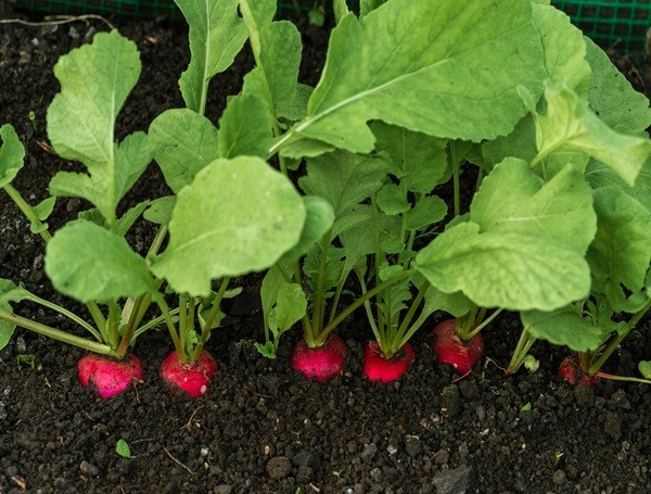 Radish