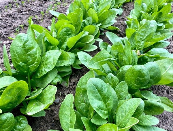 Spinach