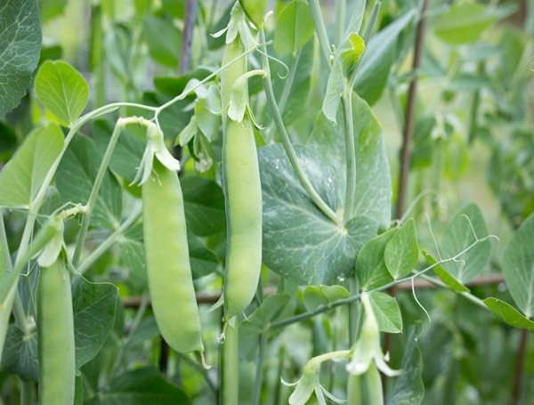 Pea