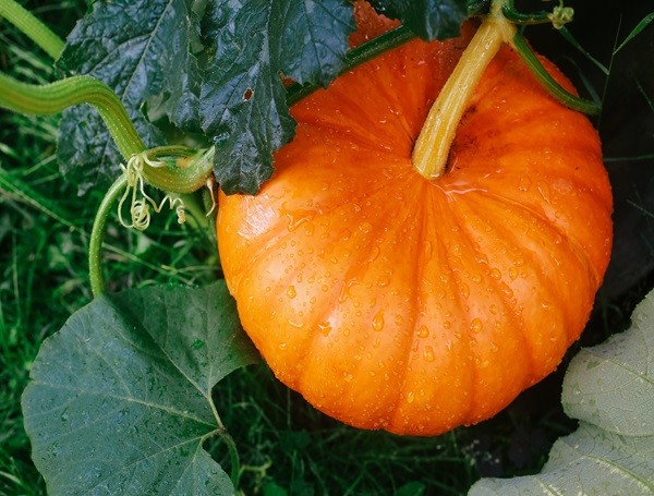 Pumpkin