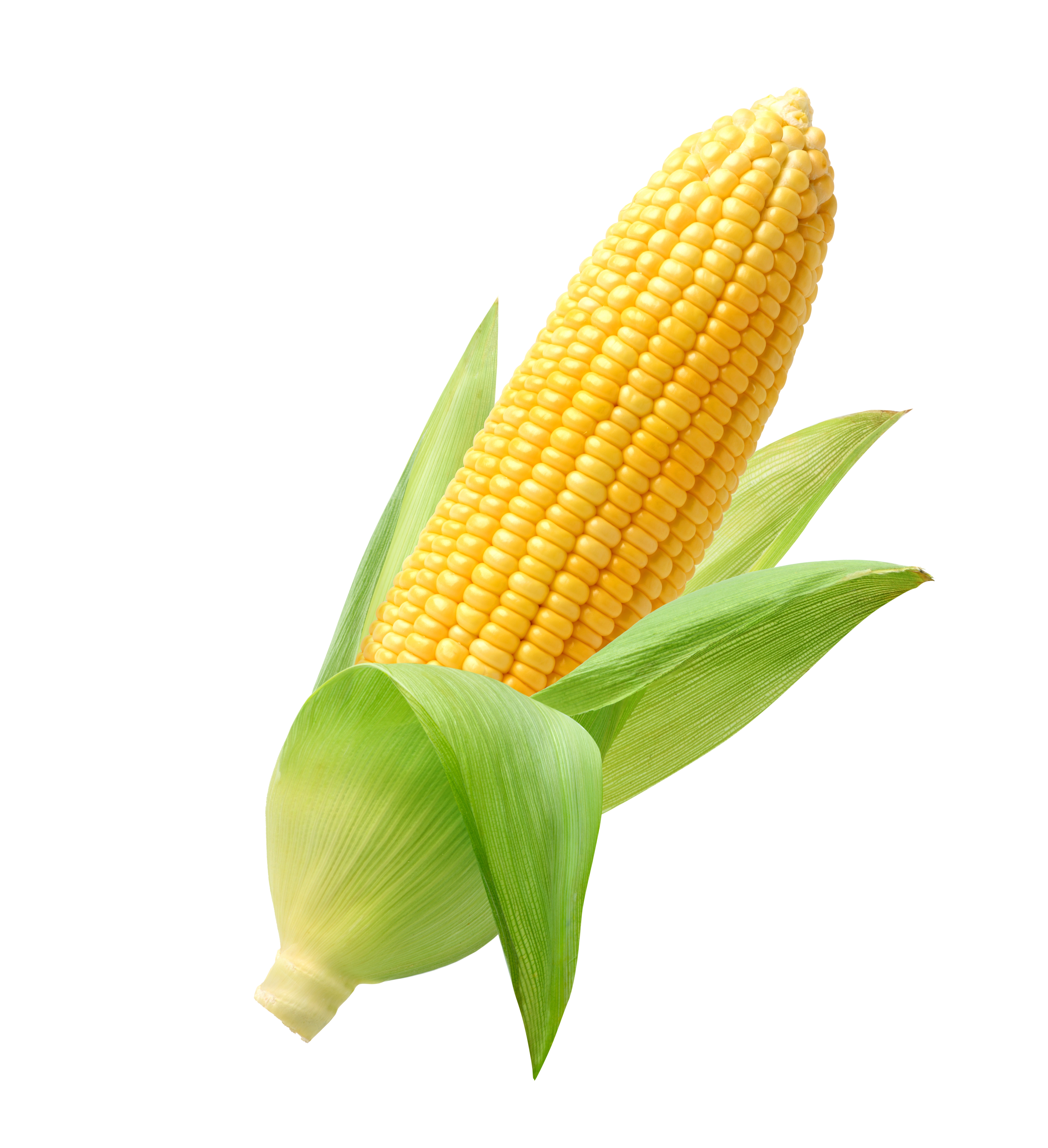 Corn Icon