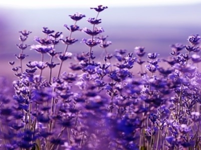 You Can Grow Lavender From Seeds