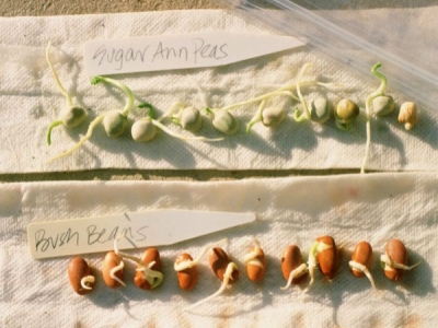 Test Your Seed Germination At Home