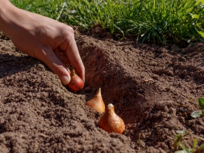 Add Compost Before Your Fall Garlic Planting