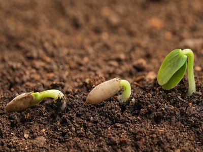 Early Season Seed Starting: A Beginner’s Guide to a 95% Germination Rate