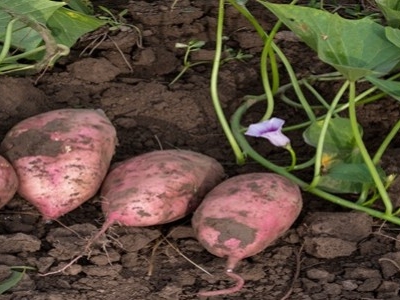 Sweet Potatoes Grow Well in the Summer Heat