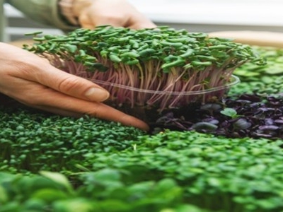 Micro-Greens Can Be Grown All Year